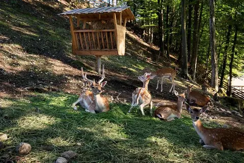 Eko Resort Pod Veliko Planino in Stahovica — foto 16