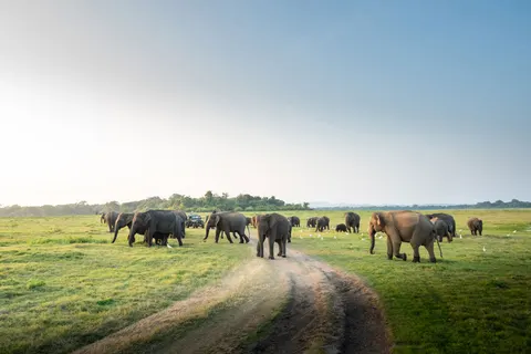 Rondreis Hoogtepunten van Sri Lanka in Rondreizen Sri Lanka — foto 7