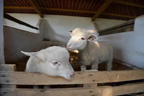 Quinta da Samoqueirinha in Odemira — foto 8