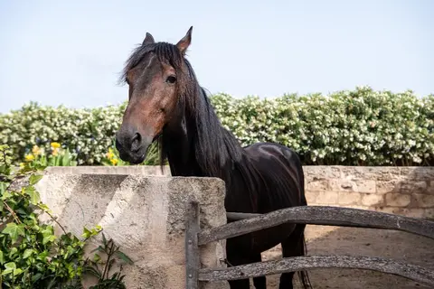 Agroturismo Son Juaneda in Ciutadella, foto 4