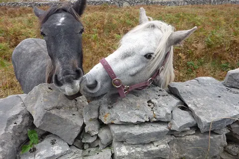 Ierland op het Gemak foto 20