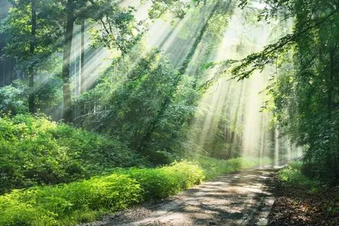 Hotel De Oude Molen foto 18