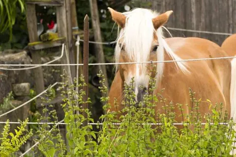 Hotel Landgasthof Lell foto 20