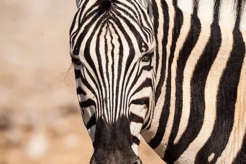 Discover Spectacular Namibia foto 3