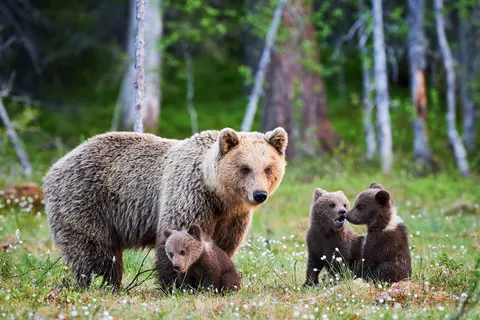Discover the national parks of Alaska foto 4