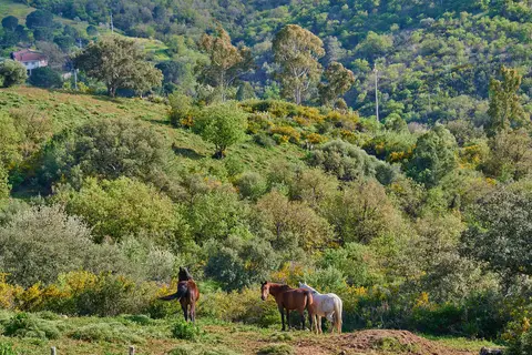 Tenuto Luego Marchese in Pollina, foto 9