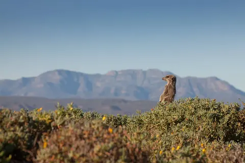 Die Manjifieke Suide foto 13