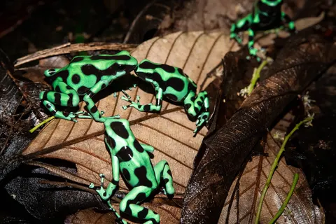 Natuurlijk Costa Rica in Costa Rica — foto 10