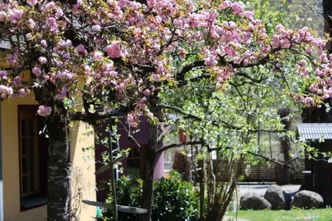 Die Lilie - Hotel Garni foto 5