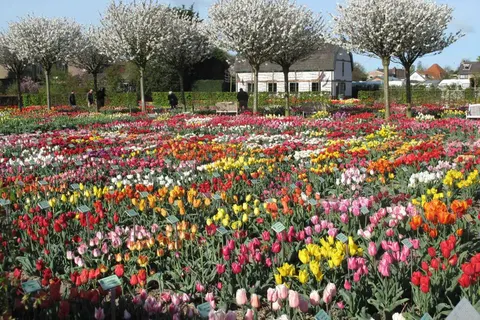 Fietscruise voorjaarstour tulpen en Nederlands erfgoed met De Nassau foto 7