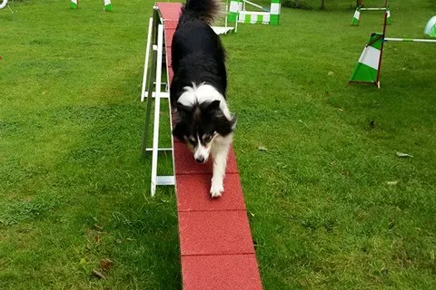 Camping Donnersberg foto 10