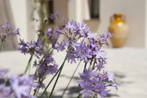 Masseria Panareo in Otranto — foto 22