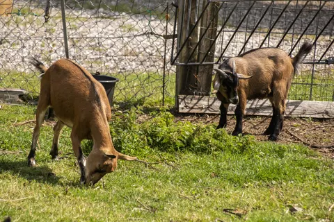 Camping Glyngore in Roslev — foto 6