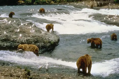 Alaska & Yukon Highlights in Alaska — foto 8