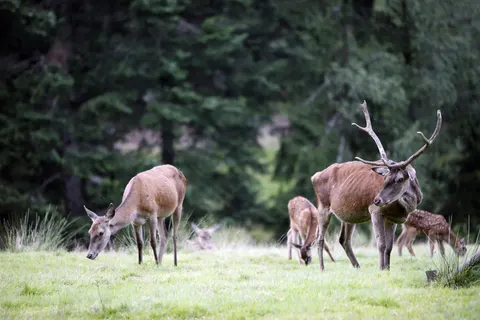 Hotel-Gasthof Rappen in Baiersbronn — foto 7