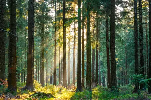 De Moezel, het Zwarte Woud en het Sauerland op het gemak in Hannover — foto 12