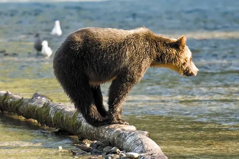 Northwest Explorer foto 8