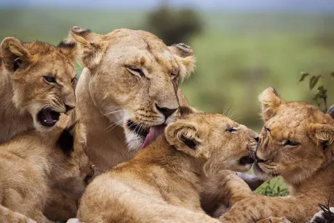 Explore the Great Nature of Kenya foto 5