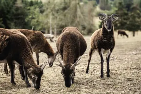 Mercure Han-sur-Lesse foto 29