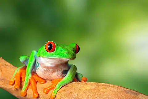 21-daagse rondreis Puur Costa Rica met Corcovado foto 4