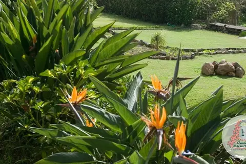 Quinta Mãe dos Homens in Funchal — foto 16
