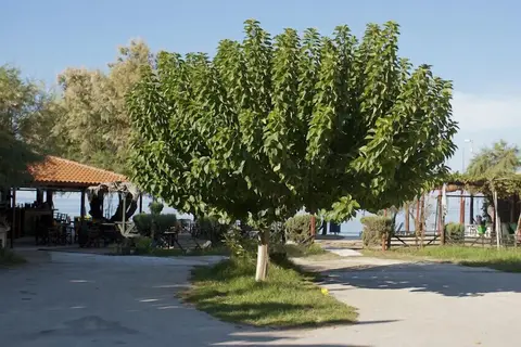 Anetis Beach Hotel in Δημοτική Ενότητα Ζακυνθίων — foto 15