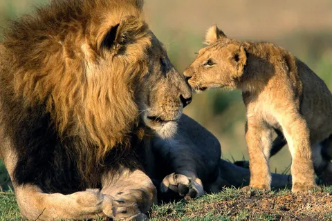 A Wildlife Adventure in Kenya foto 4