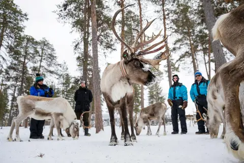 8 daagse excursiereis Winter Week Saariselka in Inari — foto 3