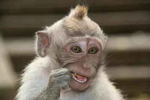 15-daagse familierondreis Bali foto 5