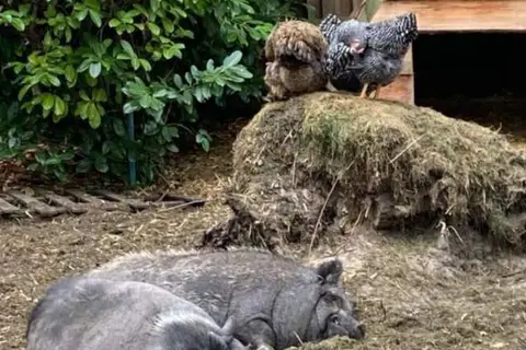Vodatent Camping het Swinnenbos in Diest — foto 5