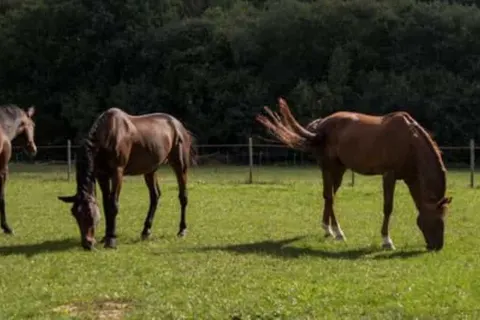 Landidyll Gasthof zum Freden foto 21