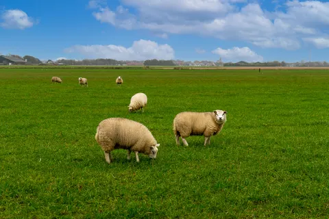 Vakantiepark Texel foto 14