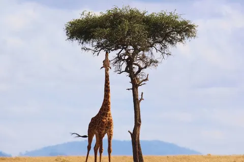 A Wildlife Adventure in Kenya foto 1