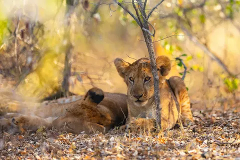 Geheime Schatten van Tanzania foto 2