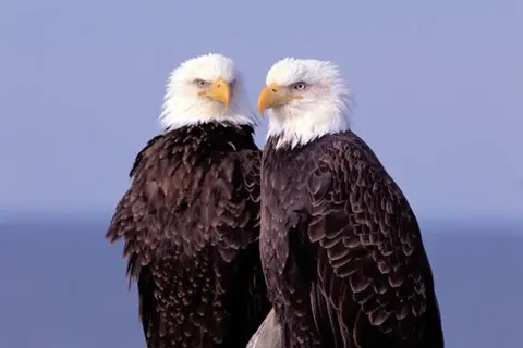 Ontdek Alaska foto 14