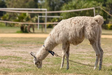 Camping Le Sainte Marie foto 15