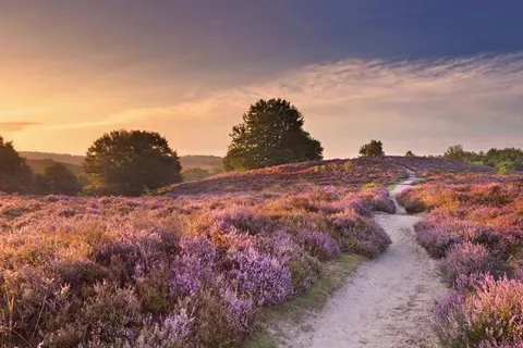 Vakantiepark de Bosrand foto 21