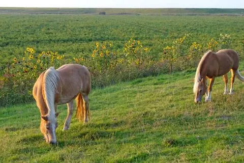 Hotel Café Restaurant De Kroon foto 30
