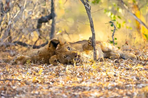 12 daagse safari Selous & Zanzibar deluxe foto 2