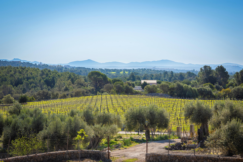 Finca Binibona Parc Natural foto 2