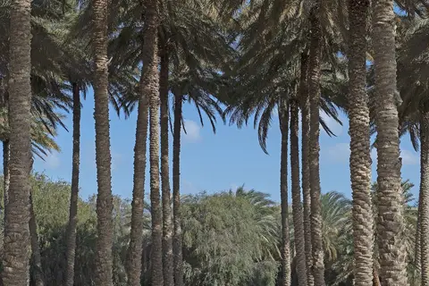 Anantara Sir Bani Yas Island Al Yamm Villa Resort in صير بني ياس — foto 3