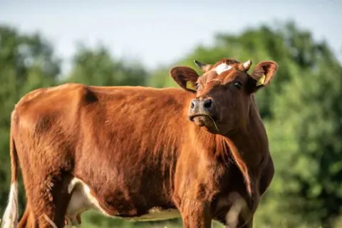 Erfgoed Bossem - Glamping foto 22