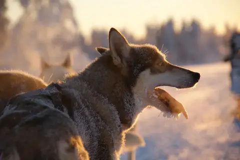 5-daags Winteravontuur Levi in Fins Lapland — foto 12