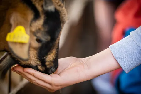 Camping Ferme Pédagogique De Prunay foto 33