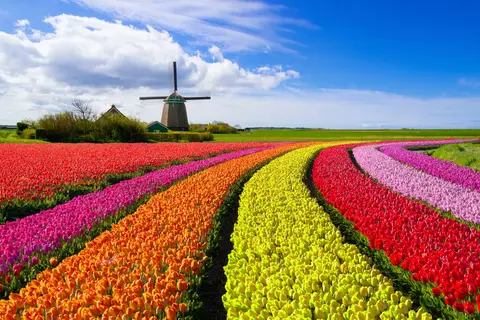 Nederland in bloei in Westerveld