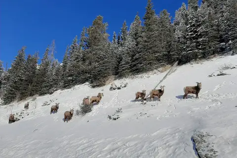 Winterbelevenis Canada op het gemak in Ottawa, foto 17