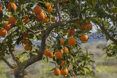 Azienda Agrituristica Bergi in Castelbuono — foto 24