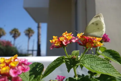 Andromeda Hotel Apartments in Kos, foto 28