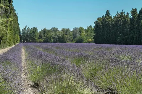 Vakantiepark Sun Hols Les Rives Du Lac foto 19