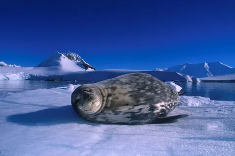 Expeditiecruise Antarctica per m/v Hondius in Cruisereizen — foto 3